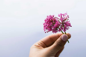Hand mit Baldrianstrauch zwischen den Fingern